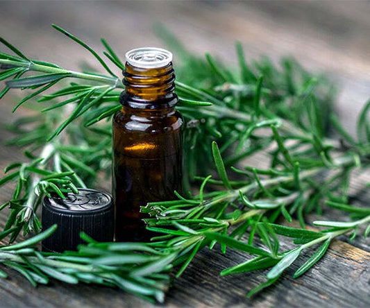 Organic Rosemary Extract - 10ml